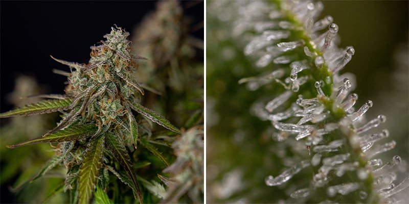 Somango (Soma Seeds)