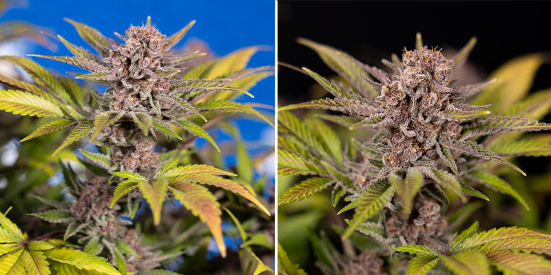 Serious Happiness (Serious Seeds)