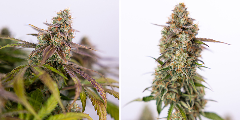 Pineapple Express Auto (FastBuds)