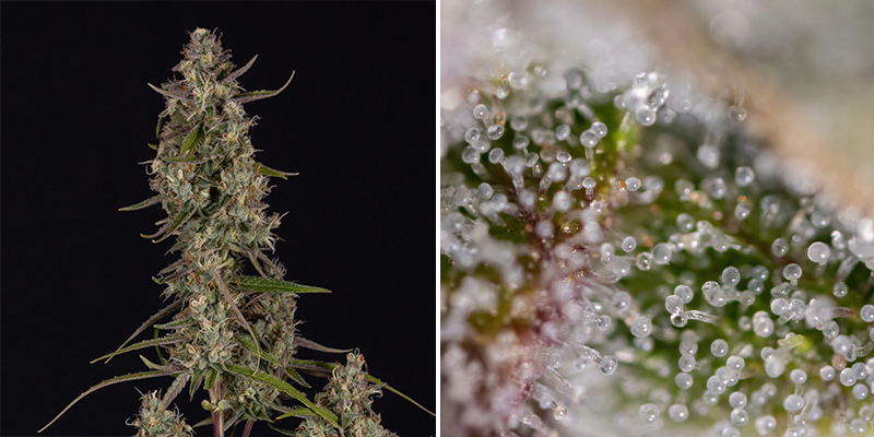 Strawberry Blue (World of Seeds)