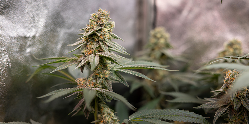 Cherry Pie (Zamnesia Seeds)