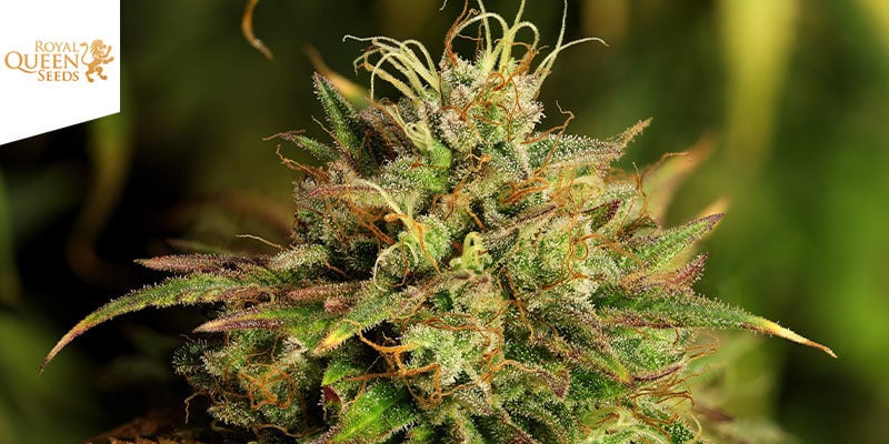 HulkBerry (Royal Queen Seeds)