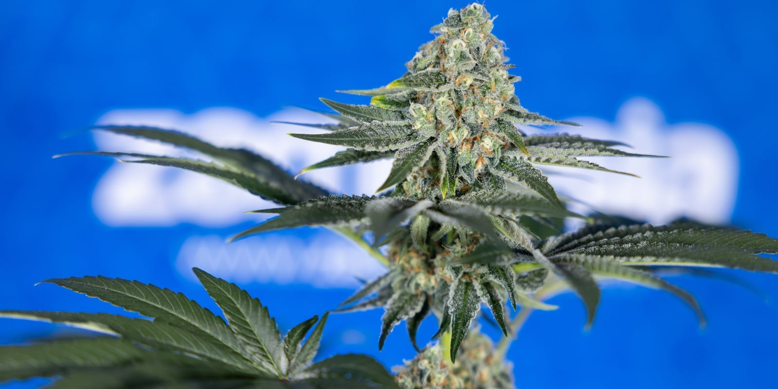 Consejos de cultivo para principiantes de cara a tu primera cosecha