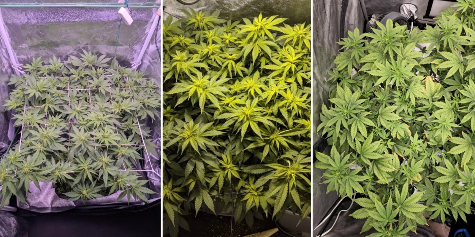 Indica, sativa e h&iacute;bridos: &iquest;hay diferencia en la dificultad de cultivo?