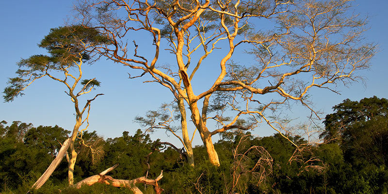 MUKANYA KUDE (ACACIA XANTHOPHLOEA)