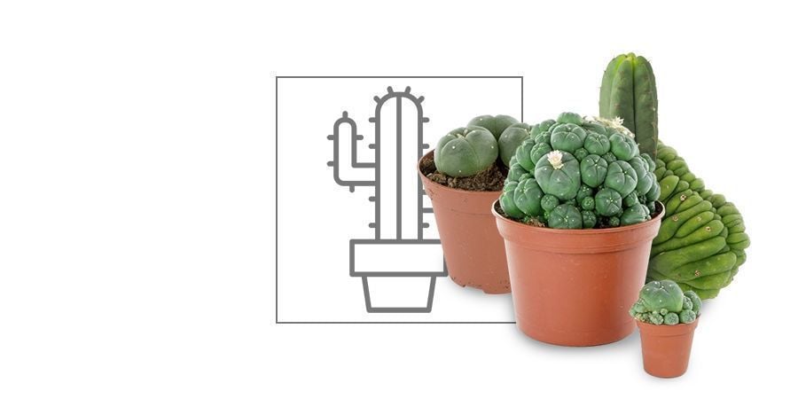 Cactus De Mescalina