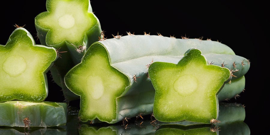 ¿Qué Cactus contiene mescalina?