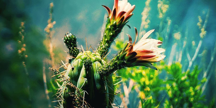 Cactus De Mescalina