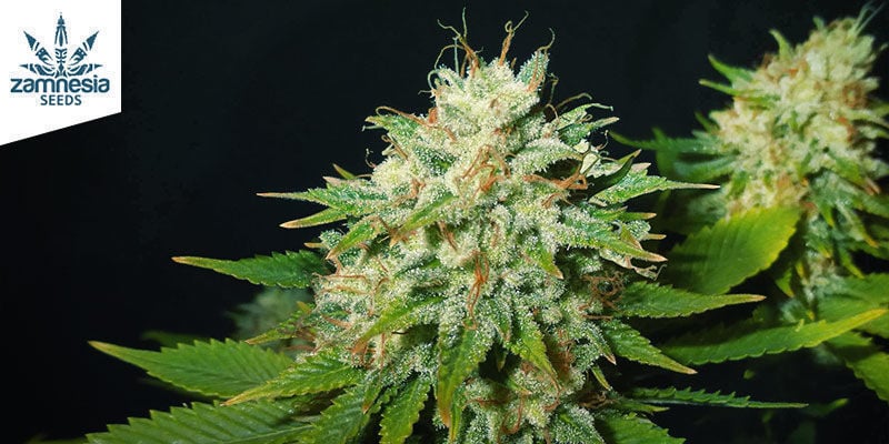 Choco Haze (Zamnesia Seeds) Feminizada