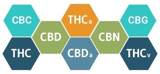 LA BIOLOGÍA DEL CANNABIS