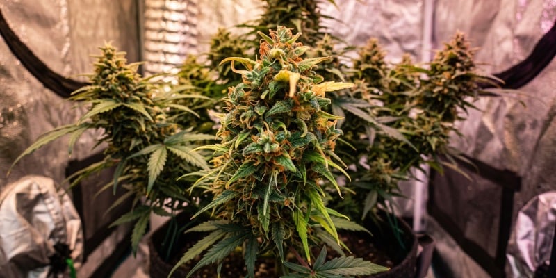AMNESIA HAZE AUTOMATIC AMNESIA HAZE AUTOMATIC