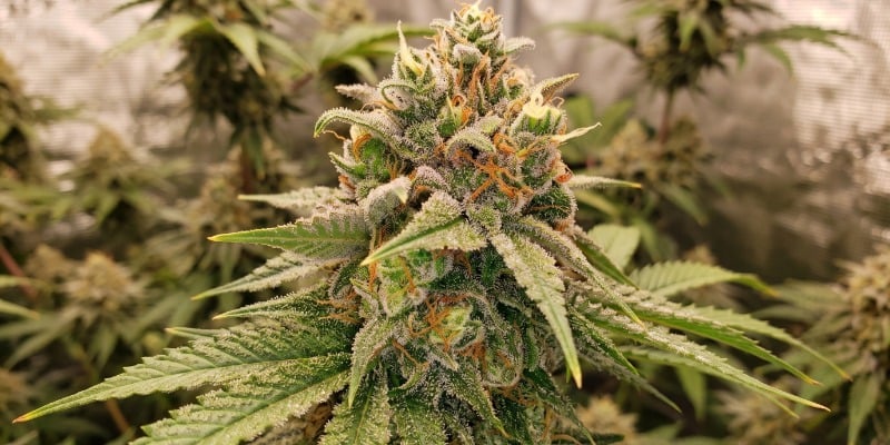 DOCTOR JAMAICA DOCTOR JAMAICA