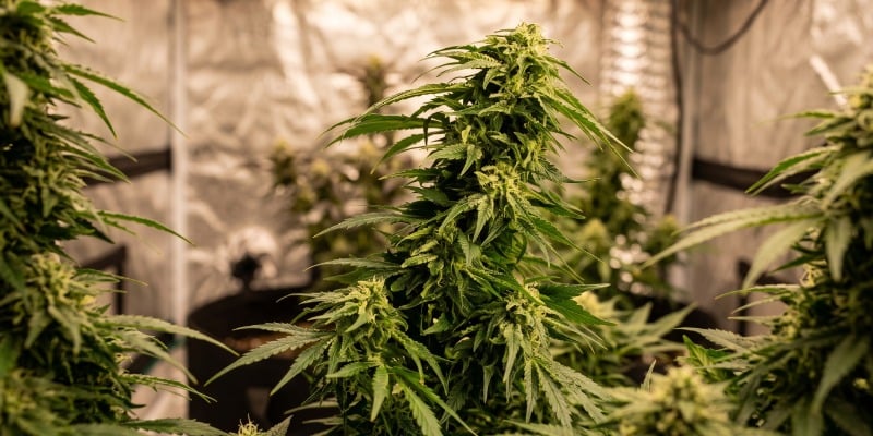 HINDU KUSH HINDU KUSH