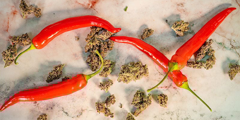 ¿Tienen Algo en Común las Plantas de Marihuana y la Guindilla?
