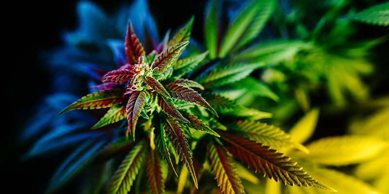 Preguntas frecuentes sobre marihuana y alucinaciones
