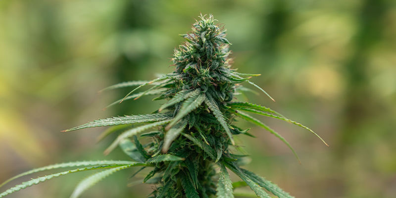 Variedades de cannabis conocidas por sus efectos intensos