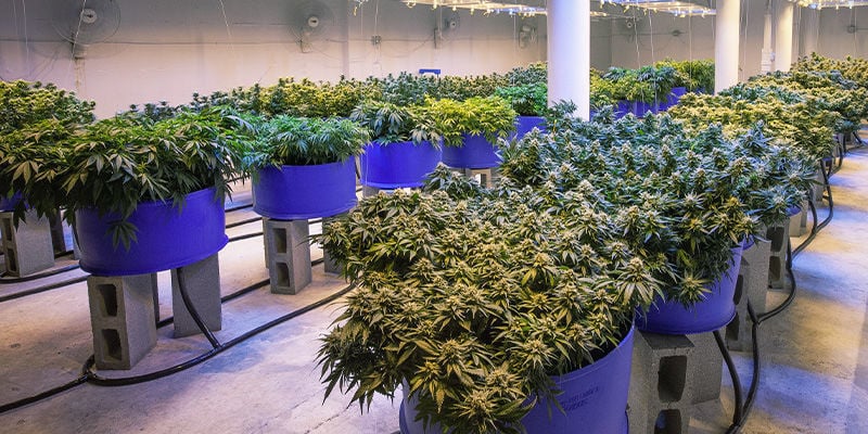 Evitar El Estiramiento De Las Plantas De Marihuana: Deja Un Espacio Adecuado Entre Cada Planta