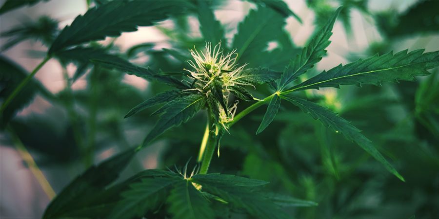 Por Qué Se Estiran Las Plantas De Cannabis: Estiramiento De La Floración
