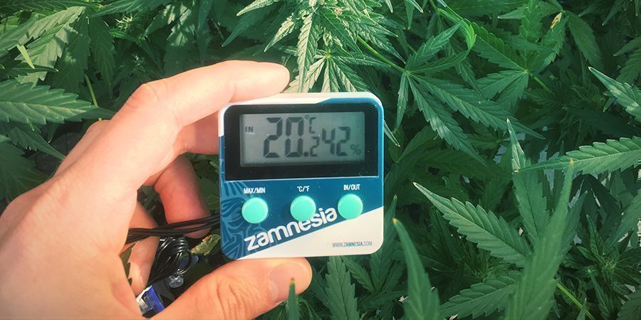 Evitar El Estiramiento De Las Plantas De Marihuana: Mantén Una Temperatura Adecuada