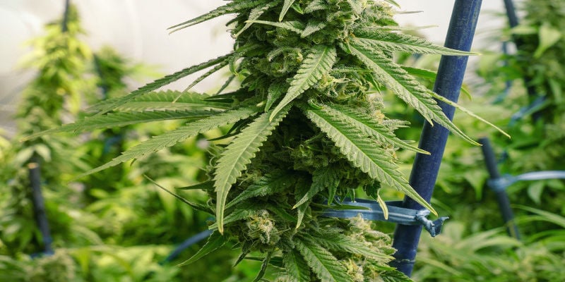 Remediar/Dar Soporte A Las Plantas De Cannabis Estiradas: Estacas