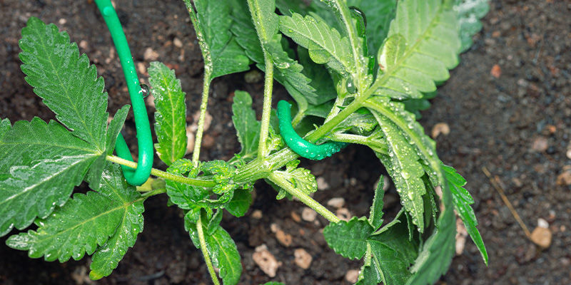 Evitar El Estiramiento De Las Plantas De Marihuana: Entrena Las Plantas