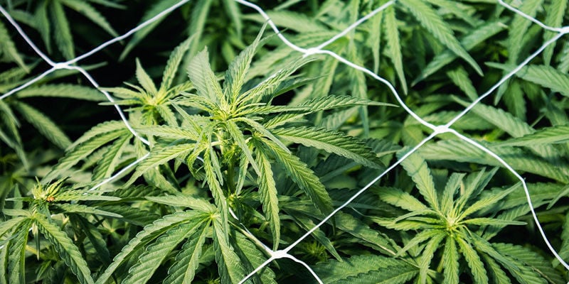 Remediar/Dar Soporte A Las Plantas De Cannabis Estiradas: Espalderas