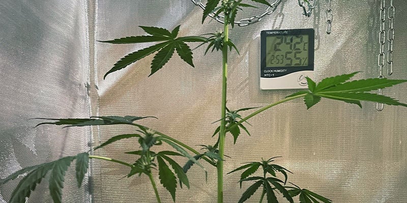 Por Qué No Es Deseable El Estiramiento De Las Plantas De Marihuana