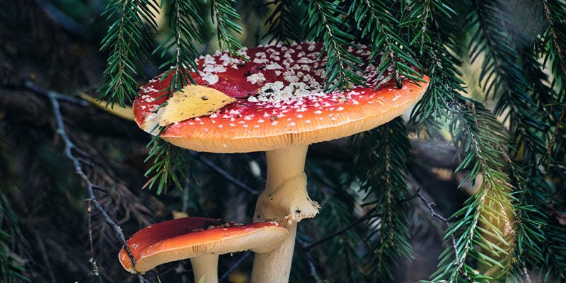 4 maneras en las que los hongos psicodélicos han podido influir en la Navidad