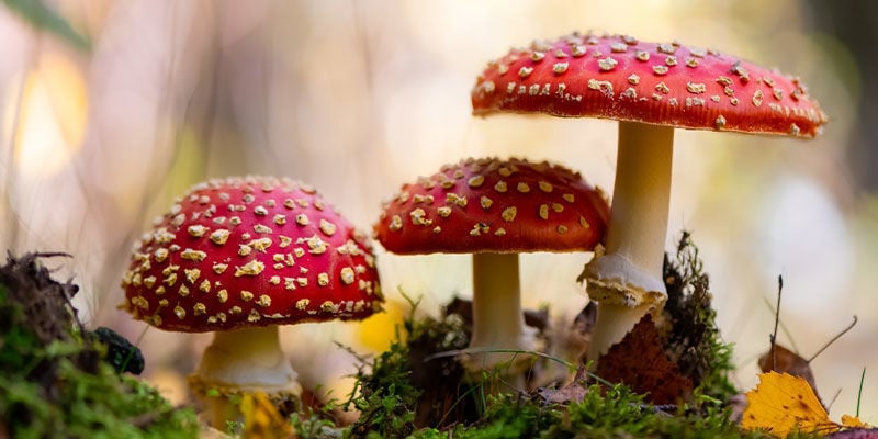 ¿Qué es el hongo Amanita muscaria (matamoscas)?