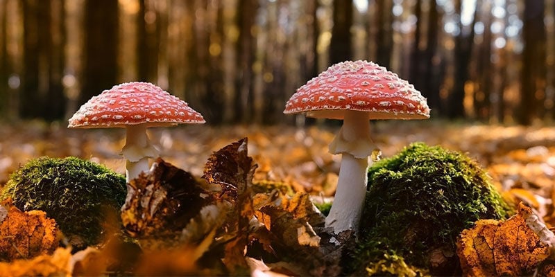 ¿Dónde puedes encontrar Amanita muscaria?