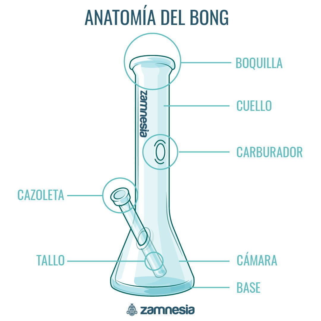 Anatomía Del Bong