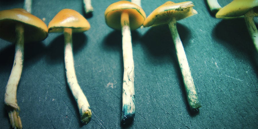 Cómo Secar Y Almacenar Psilocybe Azurescens