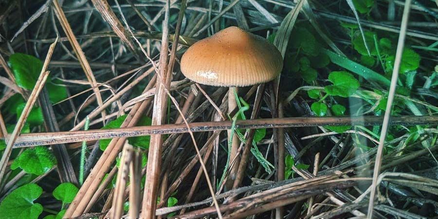 Cómo Cultivar Psilocybe Azurescens