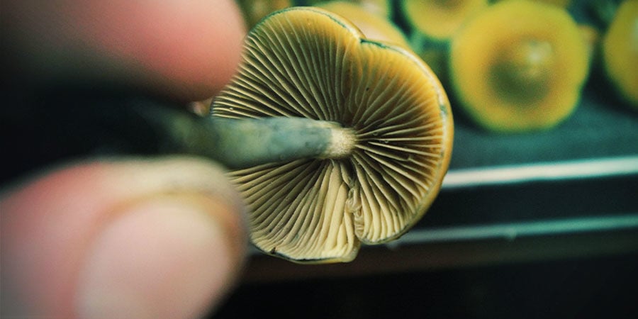 Dosificación De Psilocybe Azurescens