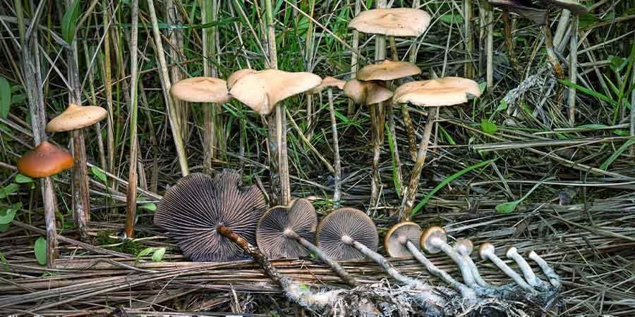 ¿Qué Es El Psilocybe Azurescens?