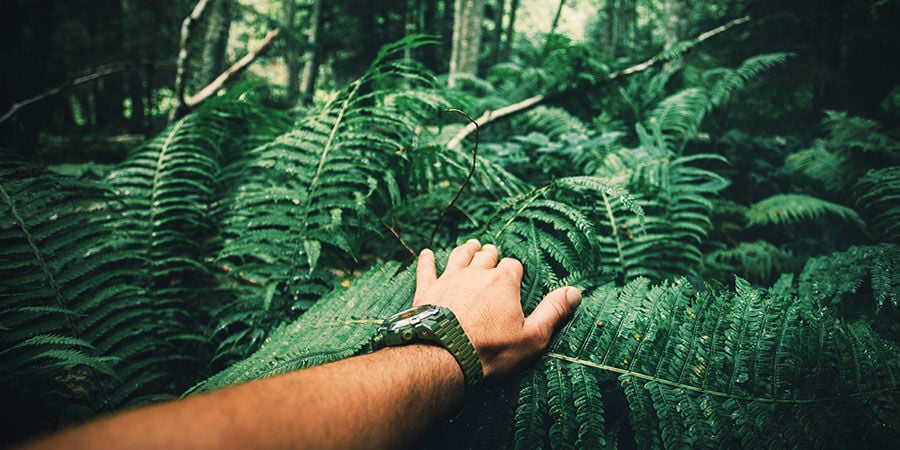 Cómo Hacer Una Búsqueda De Visión: Adéntrate En La Naturaleza