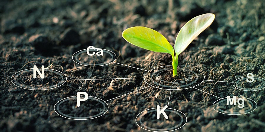 FERTILIZANTES ESPECÍFICOS PARA PLANTAS DE MARIHUANA