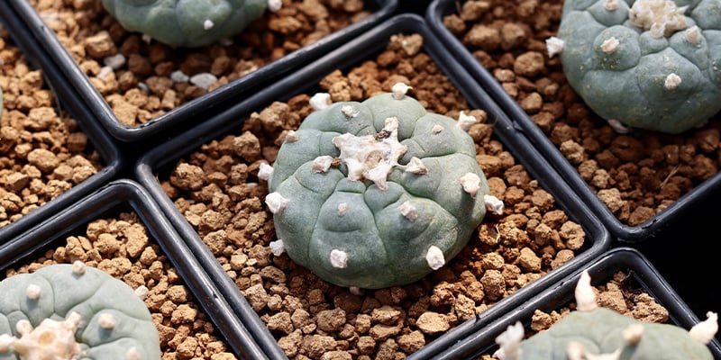 ¿El Lophophora decipiens contiene más mescalina que el williamsii?