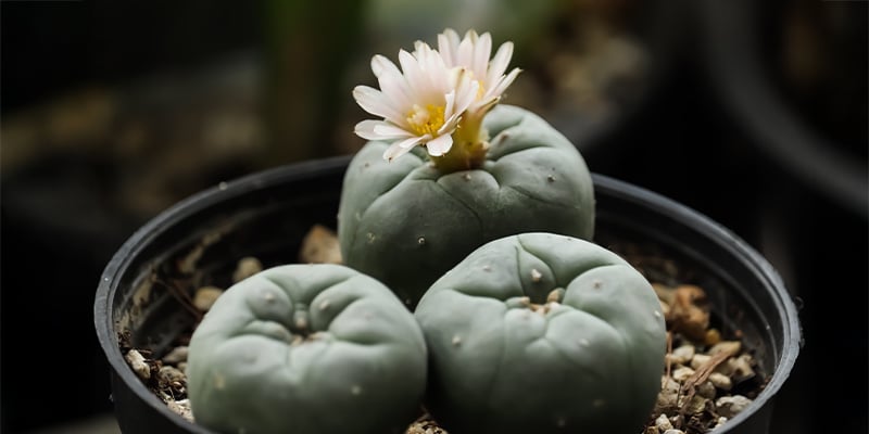 ¿A qué velocidad crece el Lophophora decipiens?
