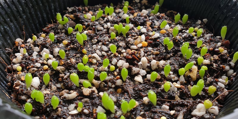 Lophophora decipiens: Un cactus de crecimiento rápido, fascinante y con mucho potencial