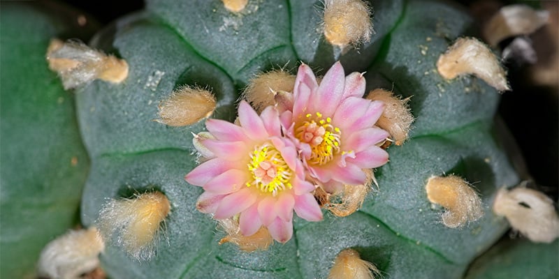 ¿Qué es el Lophophora decipiens?