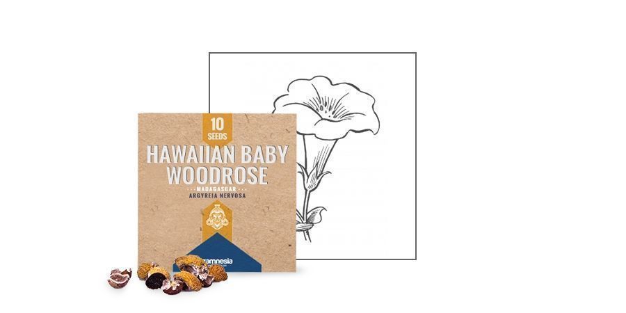 SEMILLAS DE HAWAIIAN BABY WOODROSE