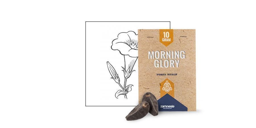 SEMILLAS DE MORNING GLORY