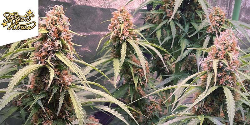 Train Wreck (Greenhouse Seeds)