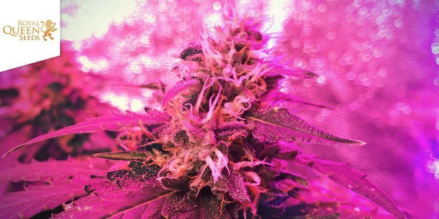 Candy Kush Express - Fast Flowering (Royal Queen Seeds) Feminized