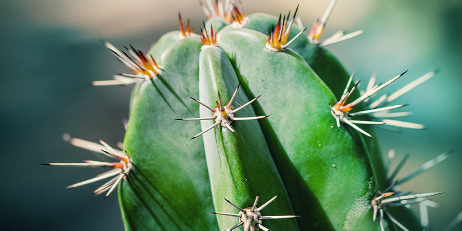 Cómo Cuidar De Tu Cactus