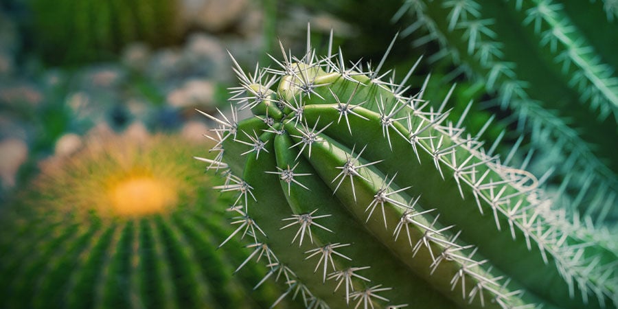 Cactus semillas del san pedro cactus un exot para cada habitación o balcón.
