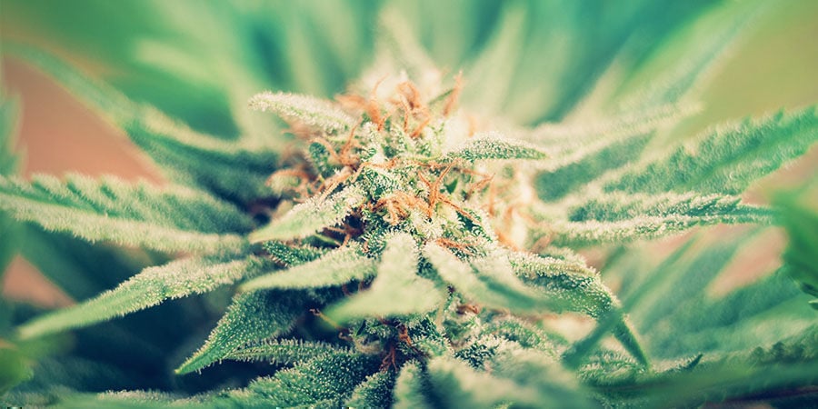 Ten Cuidado Para Evitar Estos Problemas Durante La Floración Del Cannabis