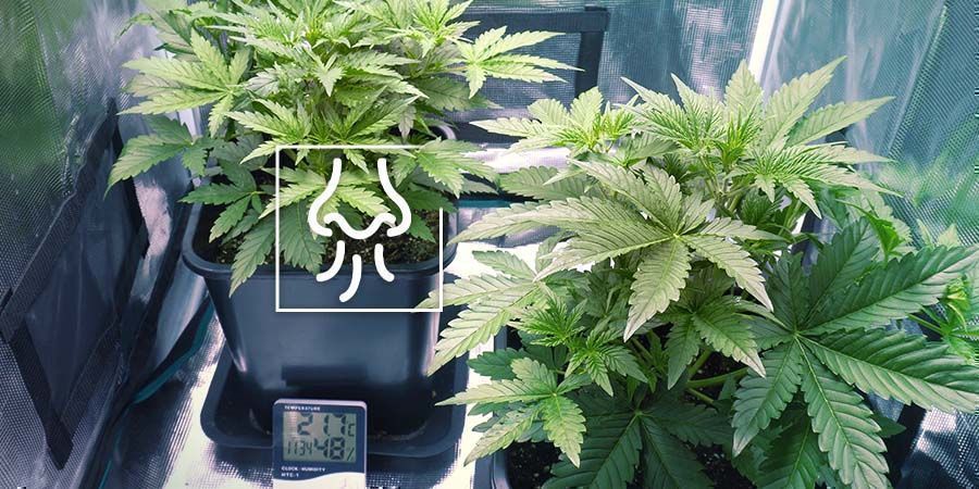 El Olor a Marihuana Se Filtra Por El Cuarto O Armario De Cultivo