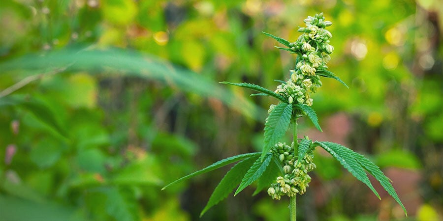 Las Plantas De Cannabis Macho Polinizan A Las Hembras